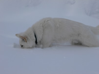 Dusty im tiefen Schnee
